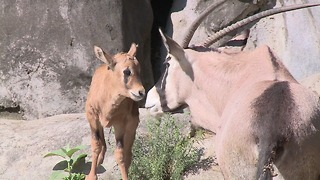 Zoo Welcomes an Oryx Fawn