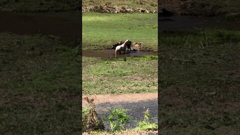 The last of the brumbies finishes her bath in the waterhole