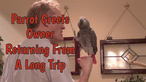 Parrot welcomes owner home after long trip away