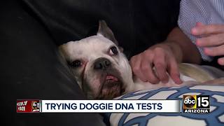 Do dog DNA tests ACTUALLY work?