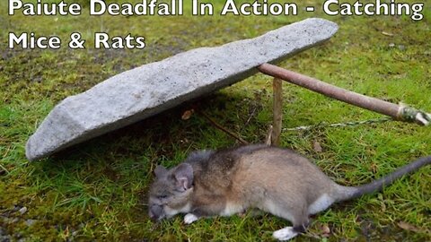 Paiute Deadfall Trap in Action! Catching Rats and Mice. Bushcraft Survival Skills