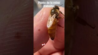 ponte de la reine d'abeille @L'univers d'apiculture, The world of beekeeping