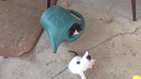 Kitten Cats Love To Sleep In A Watering Pot