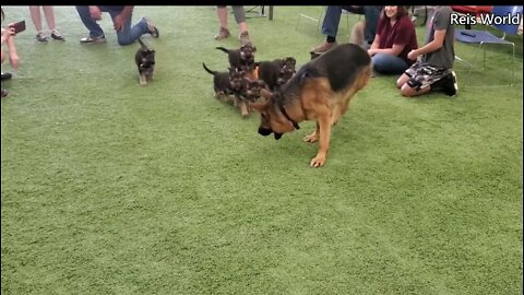 German Shepherd PUPPIES 8 weeks and DAD Play 2022