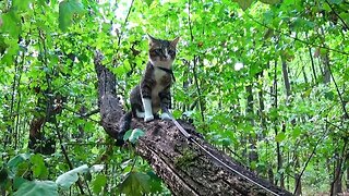 This Cat Climbs on Tree Branches