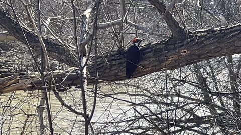 Pileated Wood Pecker is back 4