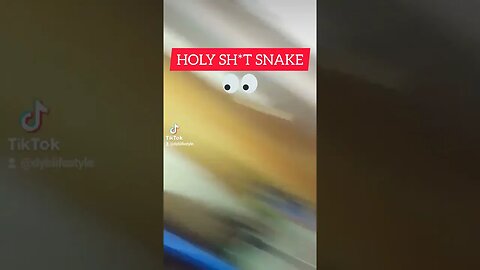 Passport bro finds a vicious Snake in his Cartagena Colombia apartment!