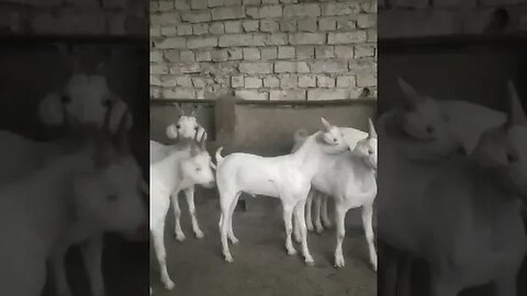 White Tapri #goat laat | for Sell | #animal #goatfarming #goatlovers