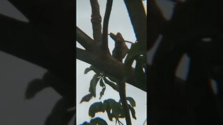 Birds in Philippines