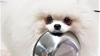 Pomeranian brings food bowl to owner when hungry
