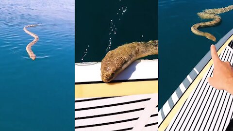 Viral Video: Man Films Huge Sea Snake Swimming Up To Him