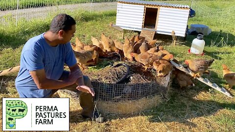 Mistakes Made With The Chicken Tractor On Steroids