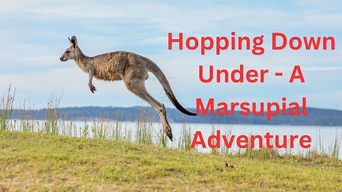 Hopping Down Under - A Marsupial Adventure