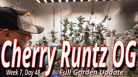 Cherry Runtz OG: Spider Farmer SE7000 Flower Room Update
