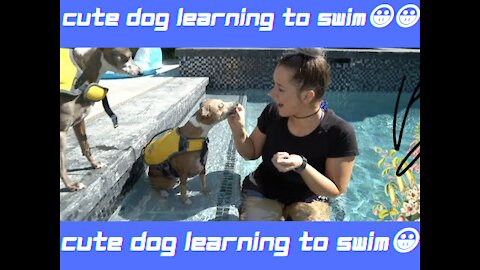 😀😀Watch How She's Teaching Her Cute Dogs To Swim || IT'S SO FUNNY 😀😀