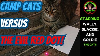 Camp Cats Versus The Evil Red Dot!