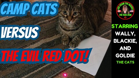 Camp Cats Versus The Evil Red Dot!