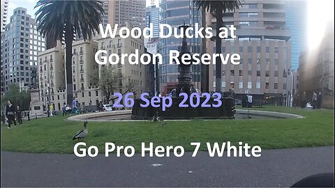 26 Sep 2023 - Wood Ducks in Gordon Reserve for 12 minutes (Go Pro)