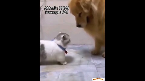 If the cat's legs are short, then the dog is also laughing🤣🤣 trending video