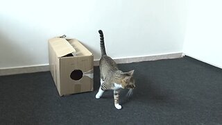 Cat Has Discovered a New House for Sale