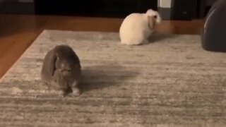Clingy bunny begs for attention, other bunny not having it