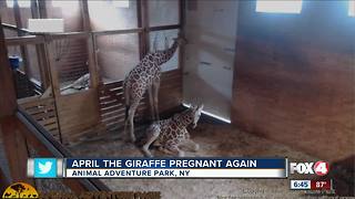 'April the Giraffe' is pregnant again