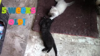 Misha's Kittens Are 5 Weeks Old! 😻