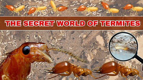 The Secret World Of Termites