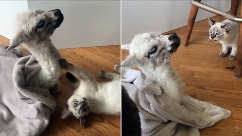 A Baby Alpaca in the house With cats This farm is nuts!