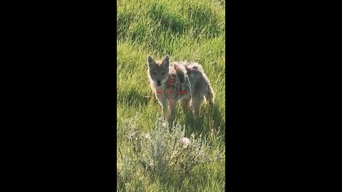 Hunting Coyotes #shorts #dog #animals #hunter #176