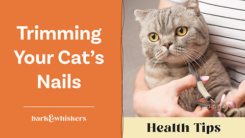 Dr. Becker on Trimming Your Cat's Nails