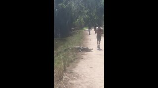Oblivious Jogger Literally Runs Into Alligator On Path