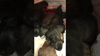 New born puppies. LonelyCreek bullmastiff