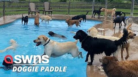 Pool Day for the Pups || Viral dog