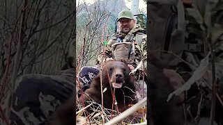 Wyoming Black Bear