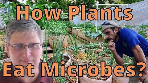 How Plants Consume Microbes?