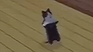 [10 HOURS] of Sims Cat Dancing in Sync with the Drop