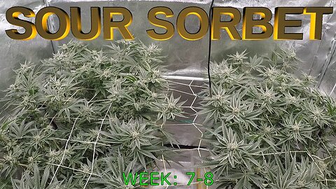 Sour Sorbet - Seed to Harvest TIME-LAPSE (EP4)