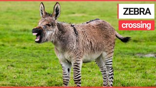 Britain's second ever zonkey born on Somerset farm - cross between a zebra and a donkey.
