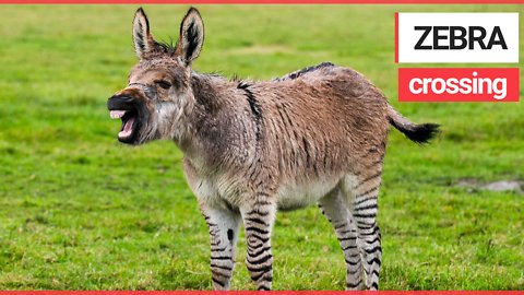 Britain's second ever zonkey born on Somerset farm - cross between a zebra and a donkey.