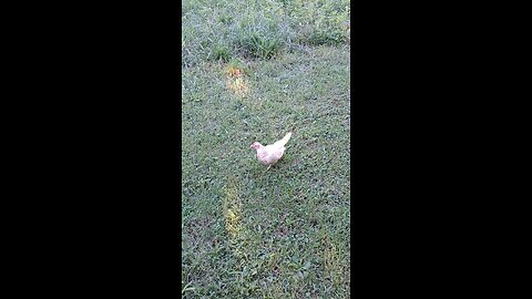 My Zombie Chicken is a Killer !!!