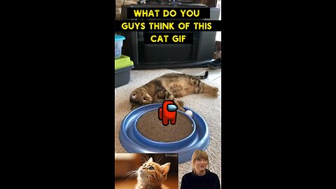 Cute Cat Gif