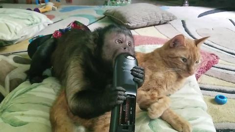 Cat and Capuchin monkey watch TV together