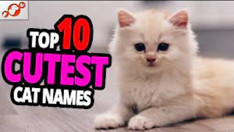 Cutest Cat Names - TOP 10 Cutest Cat Names For Male & Female!