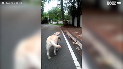 Cadela independente aprende a ir passear sozinha