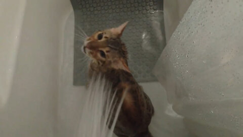Showering Bengal Cat