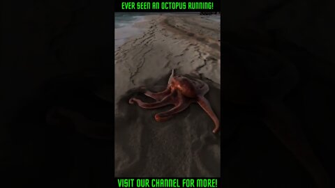 Octopus Crawling Fast Across The Beach #Shorts #viral #OctopusOnTheBeach #Octopus