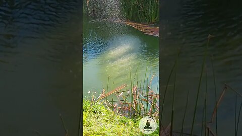 Calming Water Spray on Pond | Soothing Sounds of Water Droplets & Cheerful Piano Music #relaxing