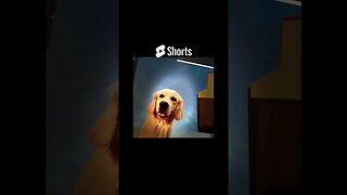 Touch It #goldenretriever #ytshorts #viral #shortscreator