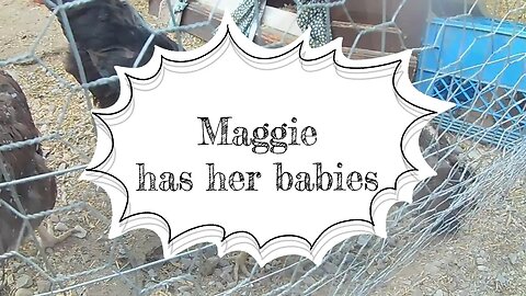 Maggie has her babies